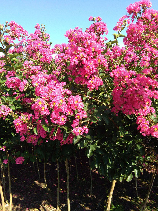 紫薇樹幾月份種植?紫薇的種植前景怎么樣?