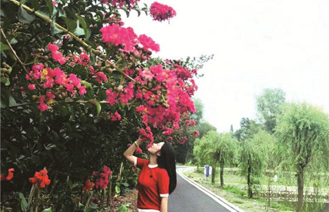 紫薇樹幾月份種植?紫薇的種植前景怎么樣?