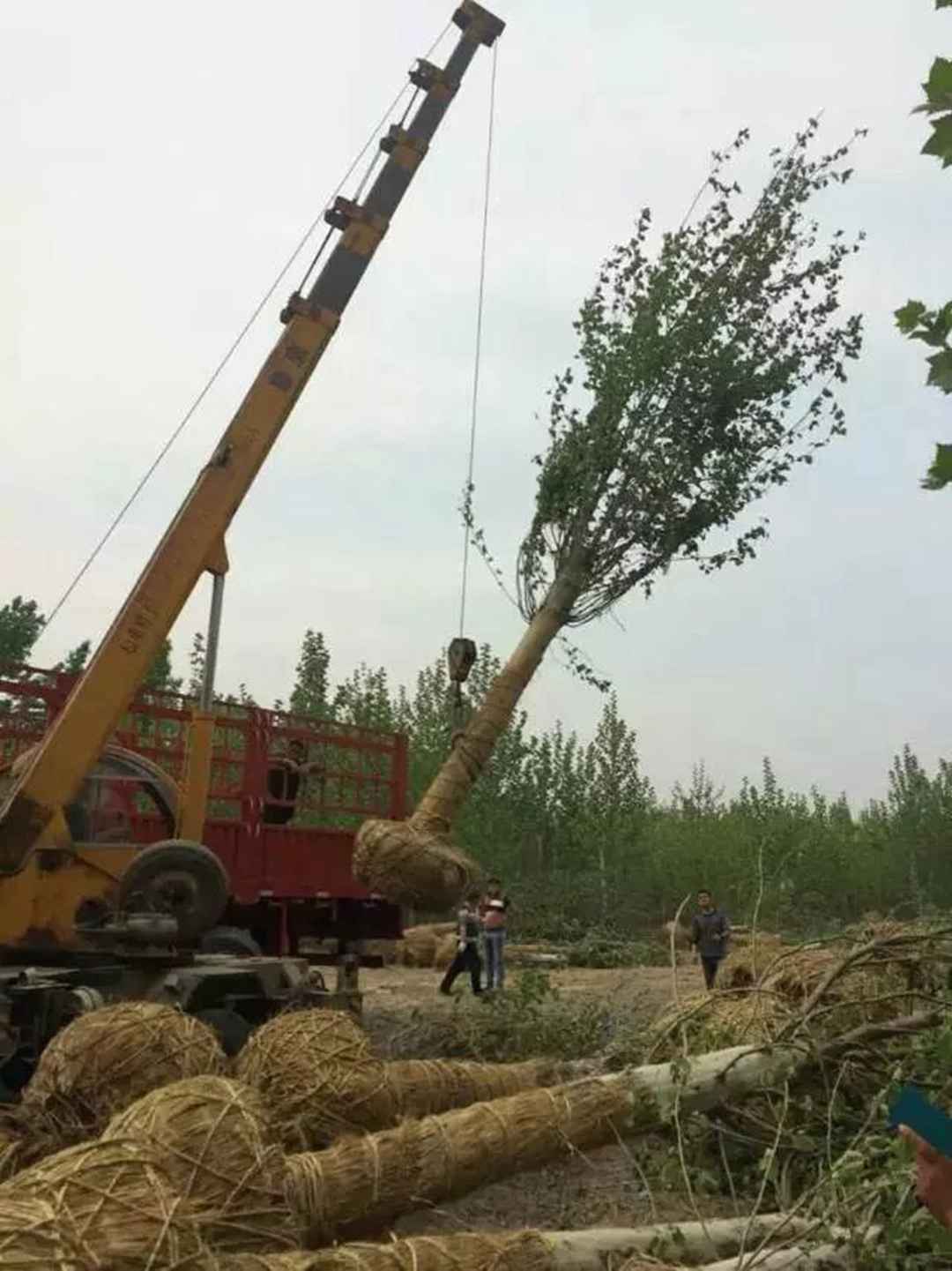 15公分法桐多少錢 基地20公分法桐價格圖片