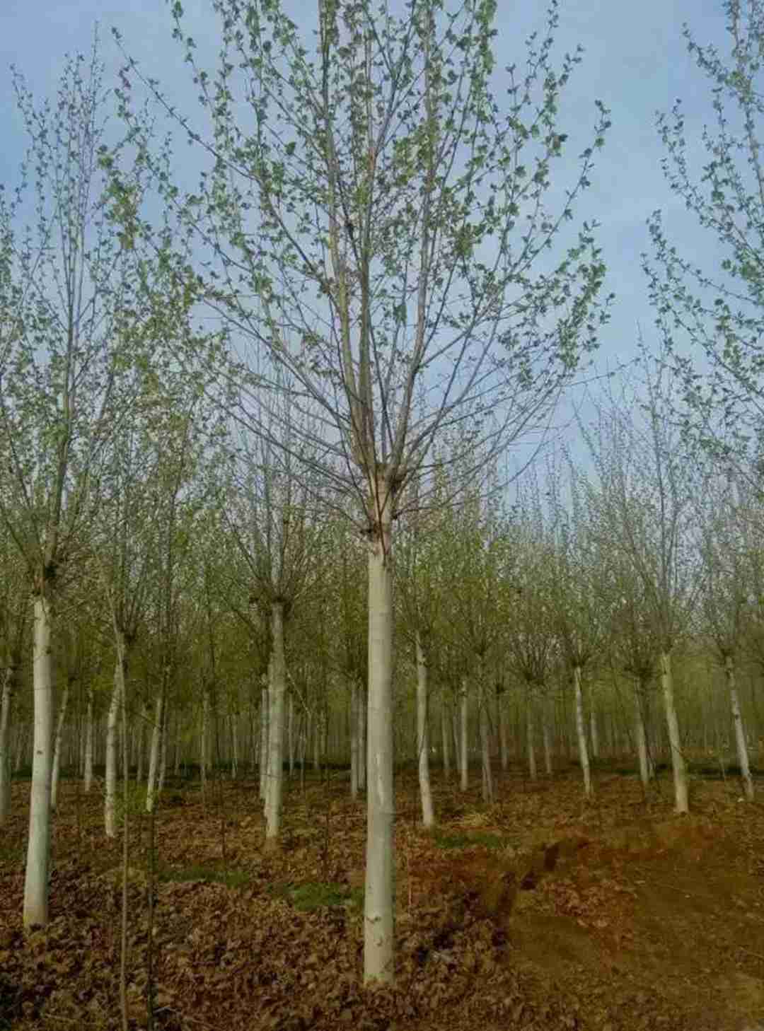 15公分法桐多少錢 基地20公分法桐價格圖片