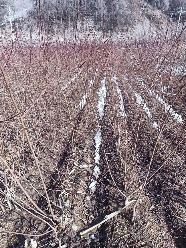 紅葉李怎么育苗?紅葉李的育苗方法