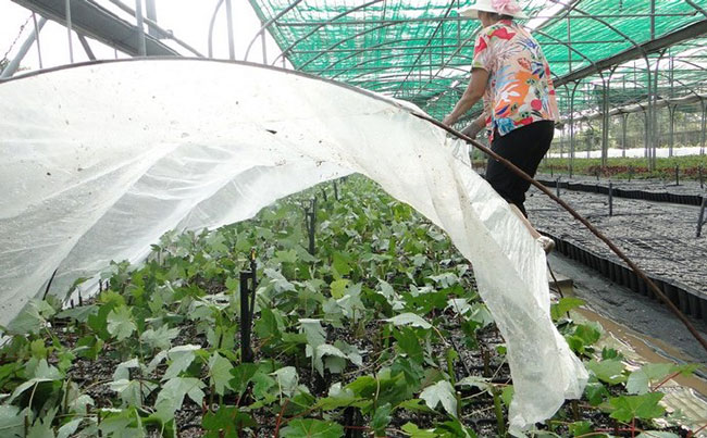 日本紅楓紅舞姬怎么養(yǎng)?紅舞姬紅楓養(yǎng)殖方法