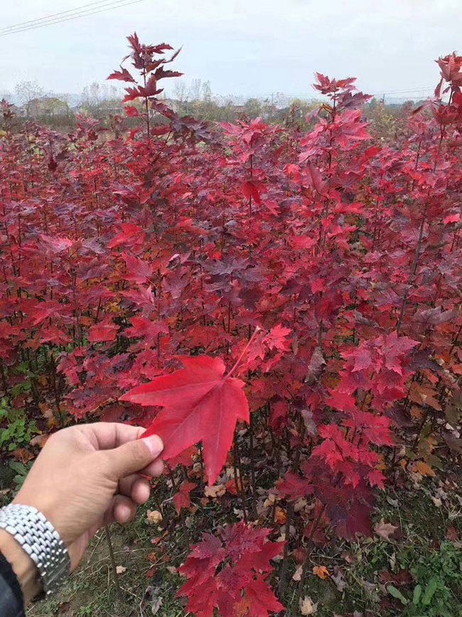 日本紅楓紅舞姬如何種植?日本紅舞姬繁殖方法