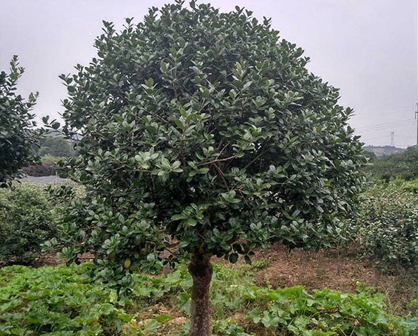 無刺枸骨嫁接苗