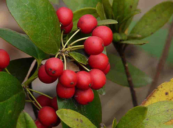 無刺枸骨的果實