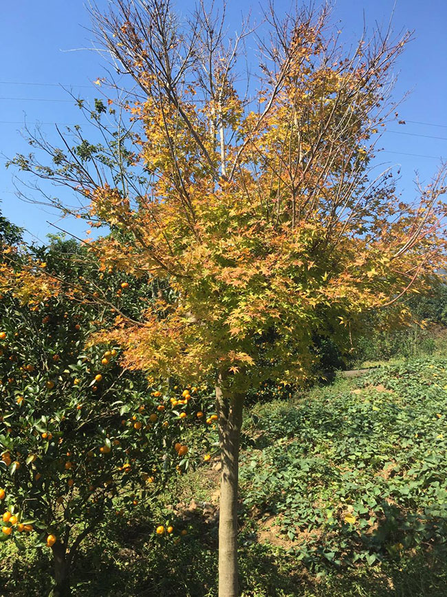 日本紅楓怎么種植?日本紅楓種植技術