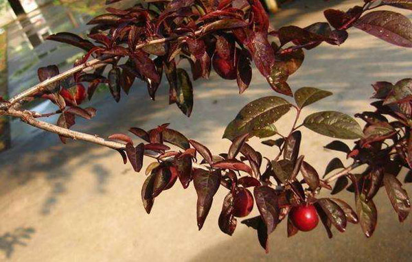 紅葉李