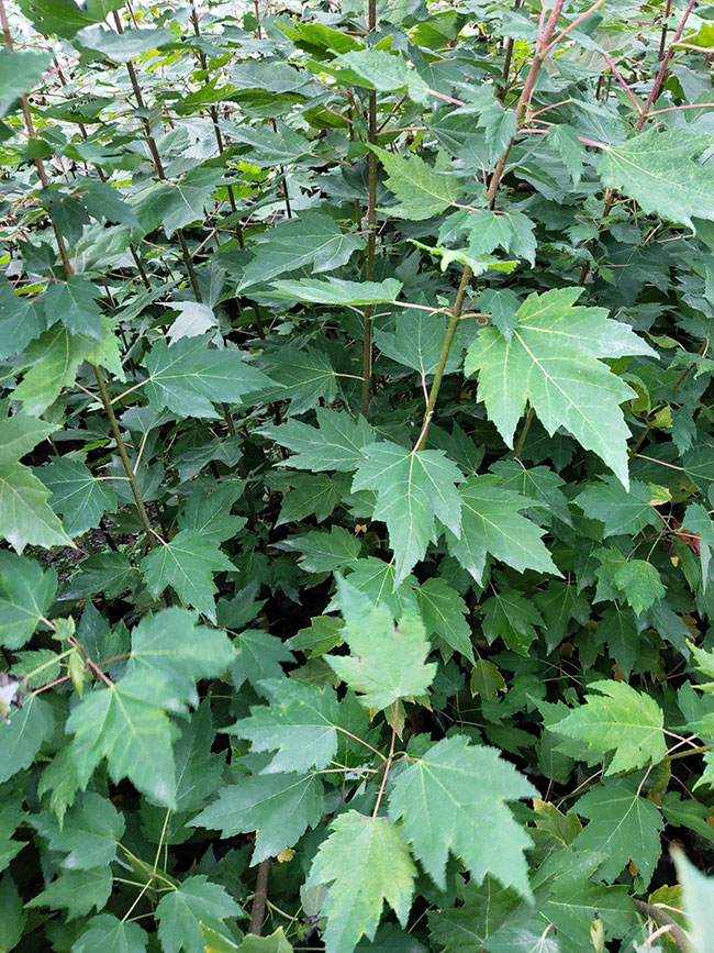 紅楓多少錢(qián)一棵?2020年楓樹(shù)苗價(jià)格最新行情預(yù)測(cè)