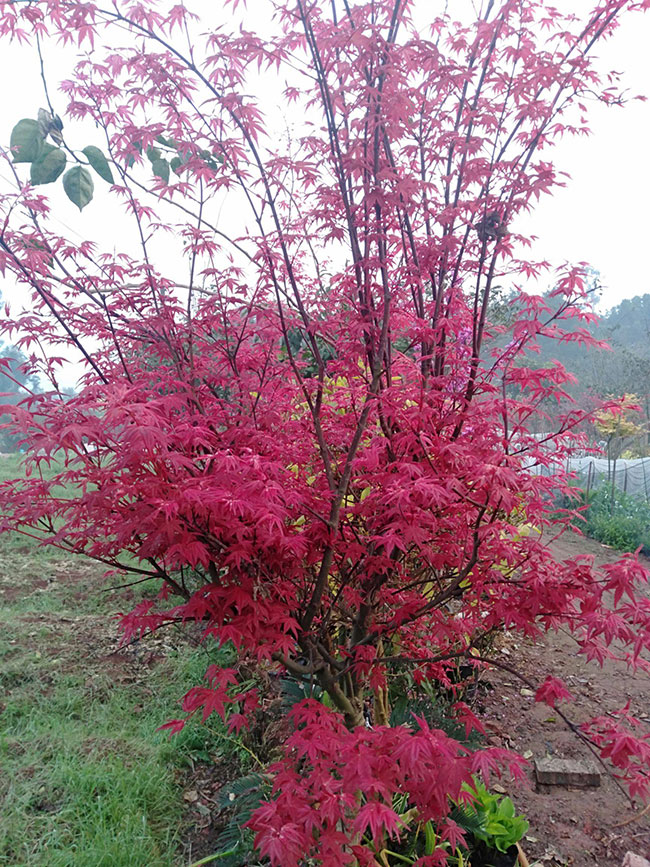 紅楓多少錢(qián)一棵?2020年楓樹(shù)苗價(jià)格最新行情預(yù)測(cè)