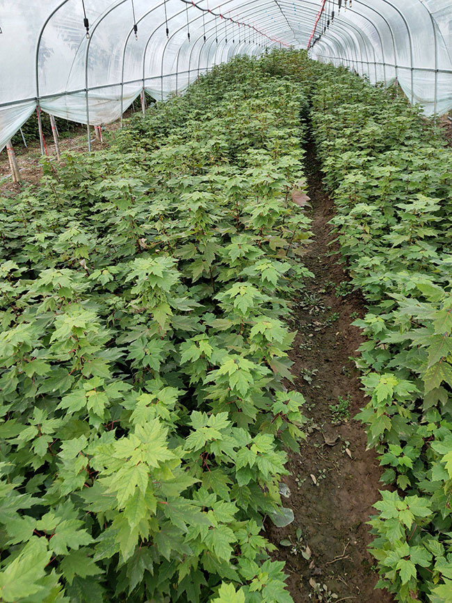 紅楓多少錢(qián)一棵?2020年楓樹(shù)苗價(jià)格最新行情預(yù)測(cè)