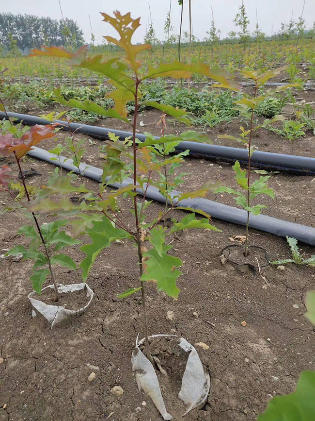 娜塔櫟種植前景如何?娜塔櫟種植方法