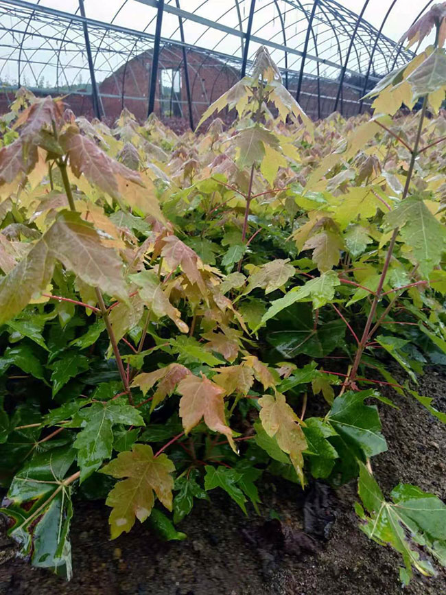 美國紅楓怎么扦插?美國紅楓扦插技術