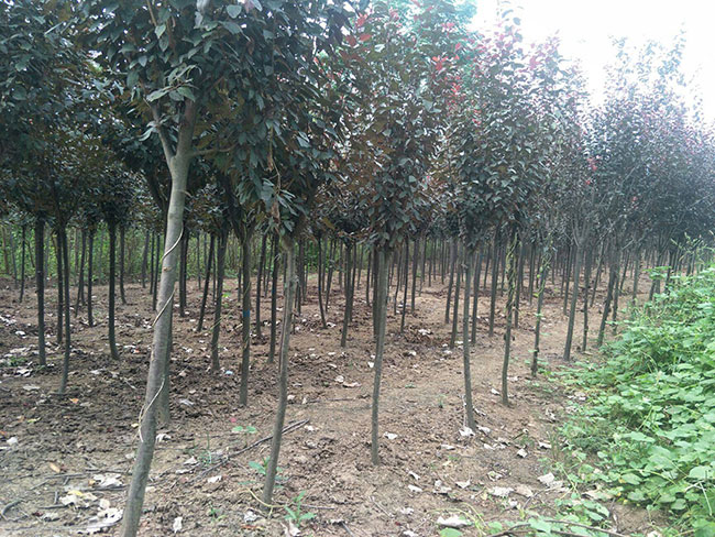 紅葉李什么時候移植好?紅葉李的移栽方法