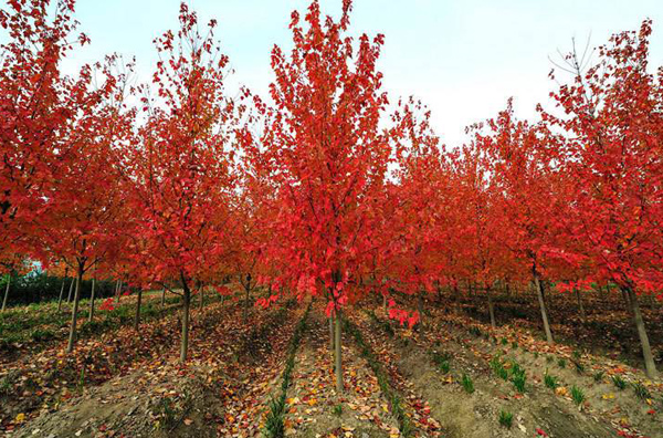 美國紅楓 美國紅楓