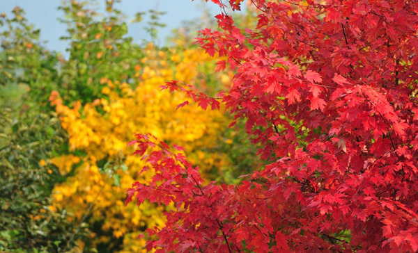 美國紅楓 美國紅楓