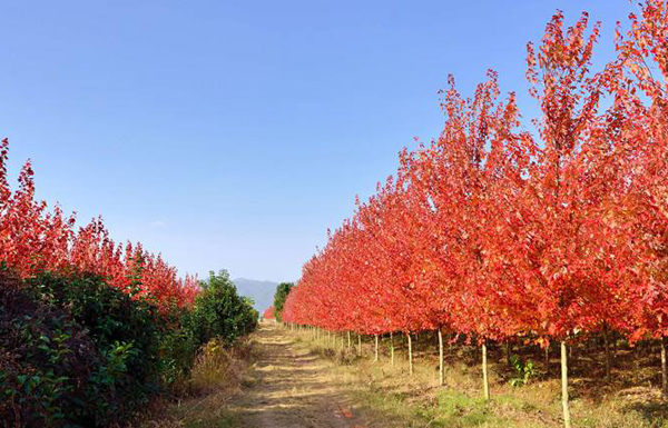 美國紅楓 美國紅楓