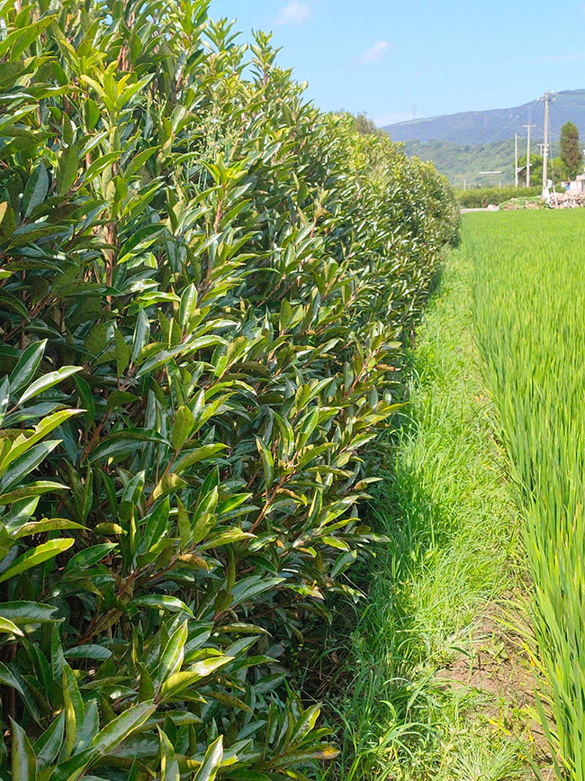 法國冬青價格多少錢一棵?法國冬青的種植方法