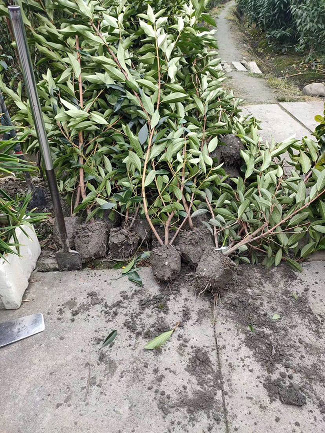 法國冬青價格多少錢一棵?法國冬青的種植方法