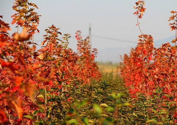 紅楓樹苗