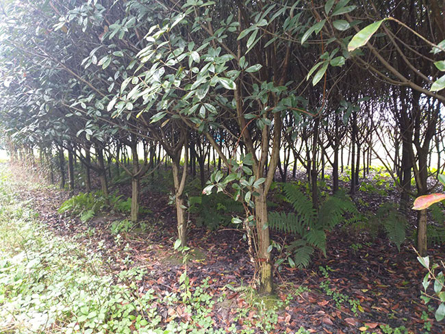 紅葉石楠冬天可以種嗎?紅葉石楠冬天種還是春天種好