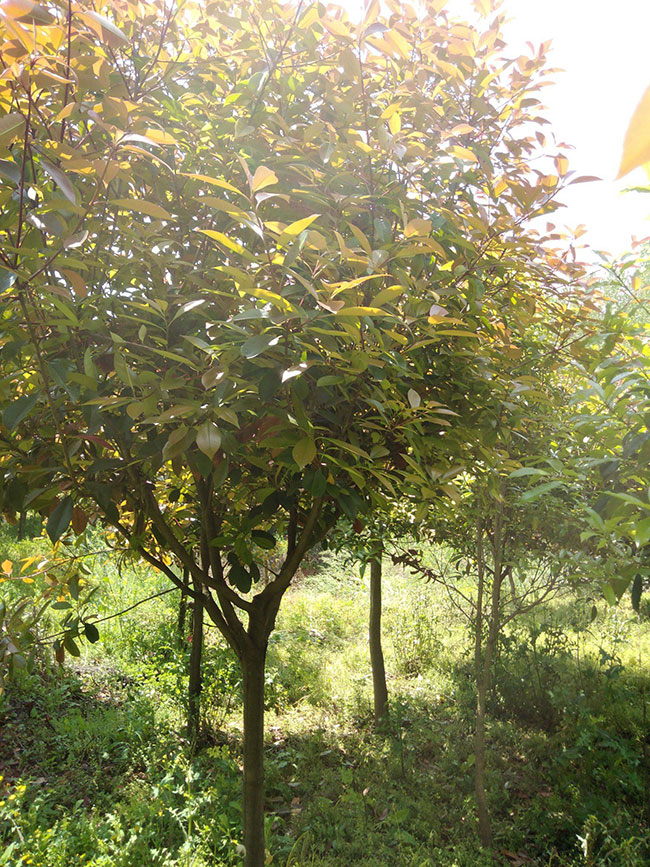 紅葉石楠冬天可以種嗎?紅葉石楠冬天種還是春天種好