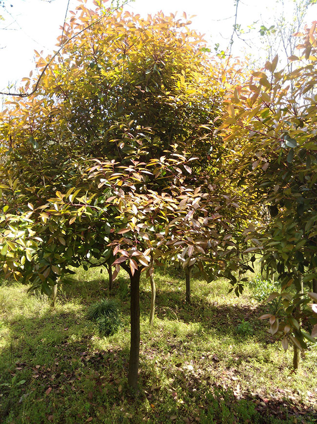 紅葉石楠冬天可以種嗎?紅葉石楠冬天種還是春天種好