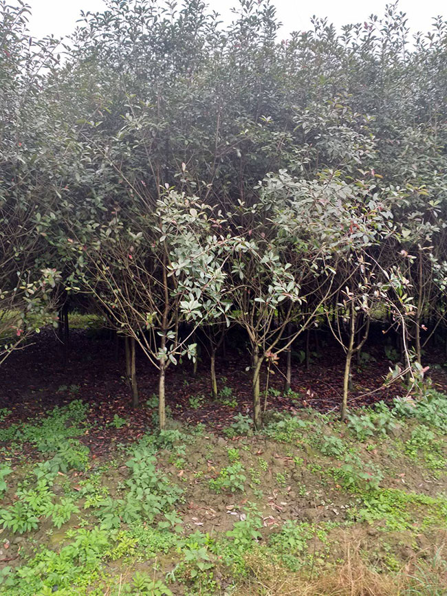 紅葉石楠冬天可以種嗎?紅葉石楠冬天種還是春天種好