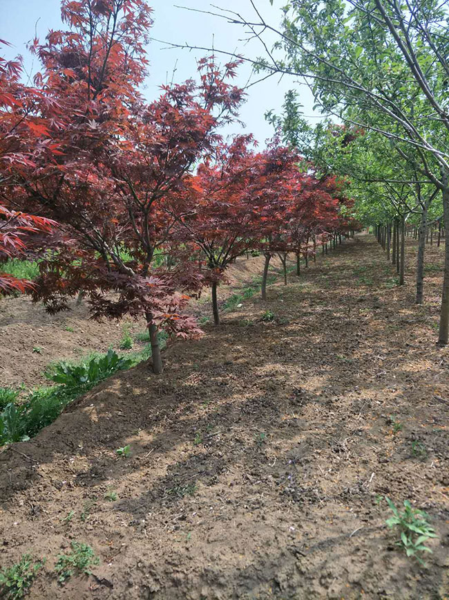 紅楓樹(shù)多少錢(qián)一棵?2020年美國(guó)紅楓樹(shù)小苗價(jià)格表