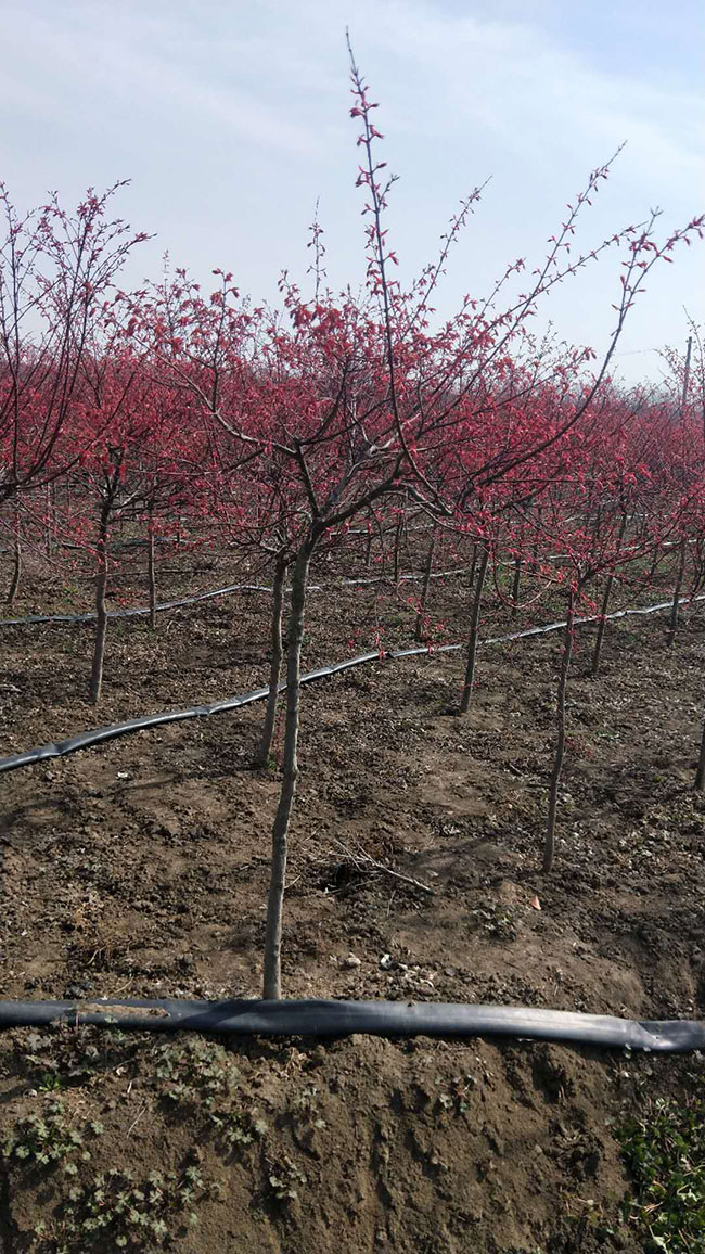 紅楓樹(shù)多少錢(qián)一棵?2020年美國(guó)紅楓樹(shù)小苗價(jià)格表