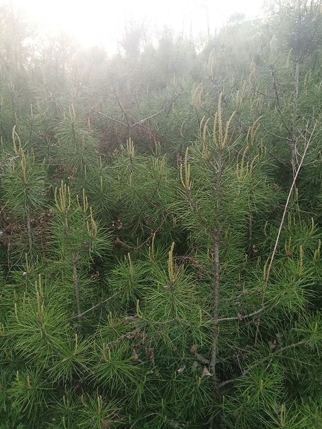 白皮松針葉發(fā)黃怎么辦?白皮松針葉發(fā)黃原因及解決方法