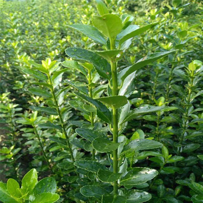 冬青樹價格多少錢一棵?冬青樹的種植方法