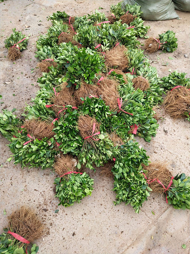 冬青樹價格多少錢一棵?冬青樹的種植方法