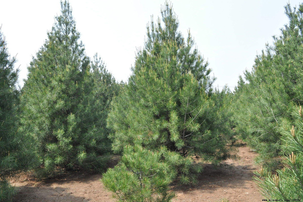 白皮松種植基地