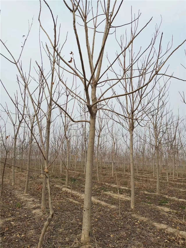 臭椿種植基地實拍