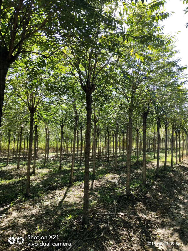 臭椿種植基地實拍