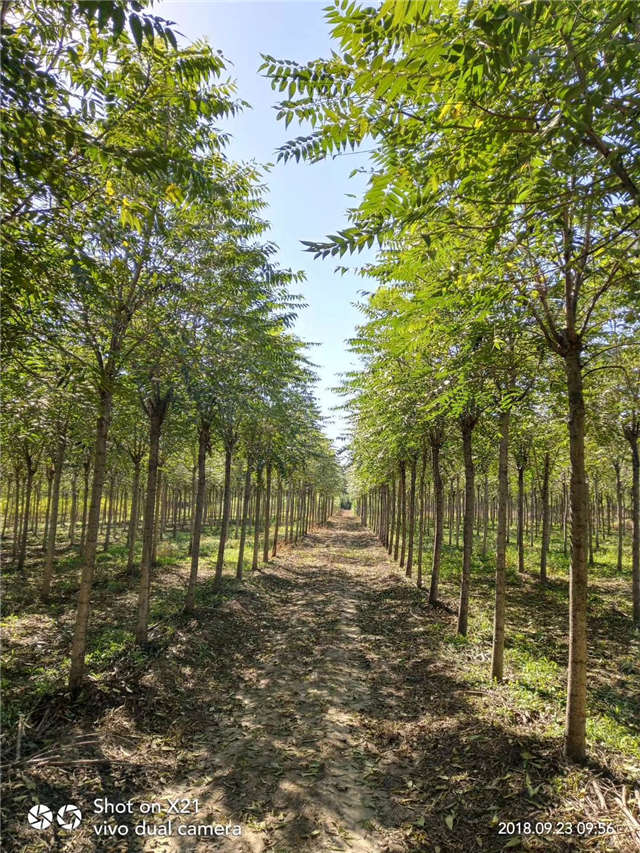 臭椿種植基地實拍