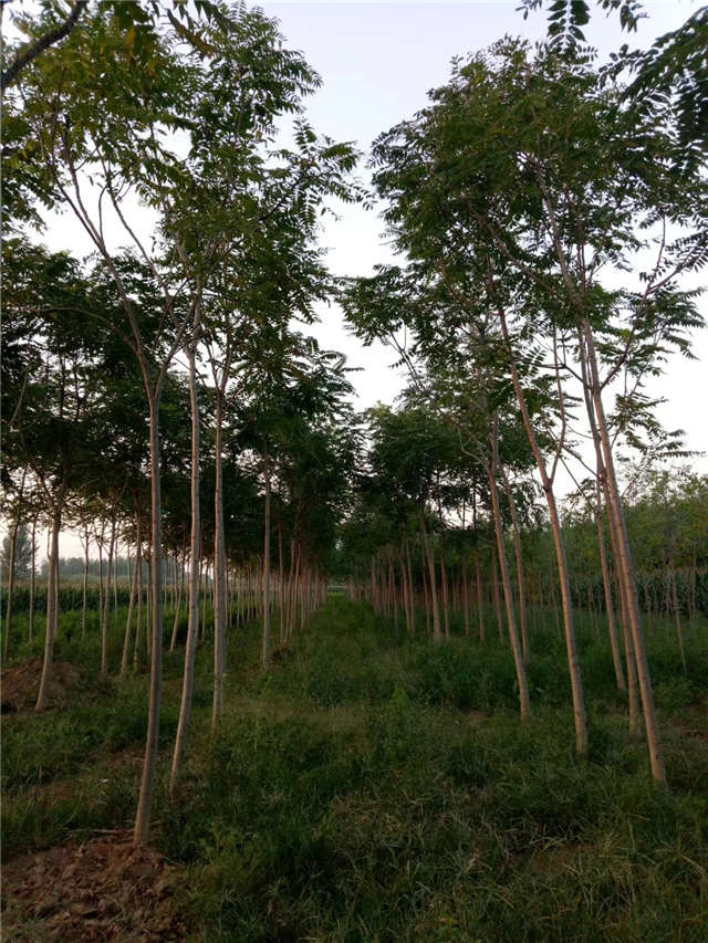 臭椿種植基地實拍