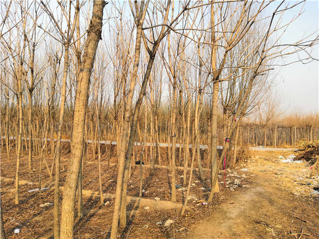 臭椿種植基地實拍