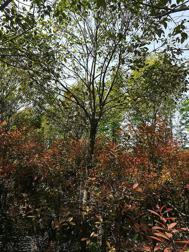 15公分大葉女貞價格多少錢？2020年最新大葉女貞價格