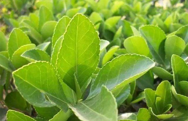 冬青樹多少錢?2020年冬青樹價格行情