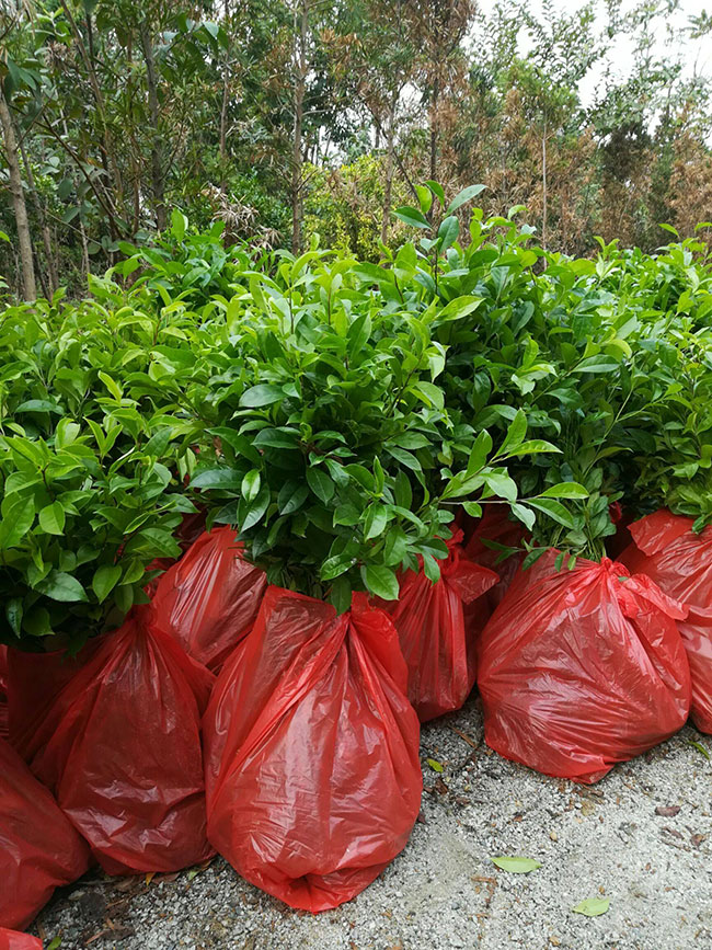 冬青樹多少錢?2020年冬青樹價格行情