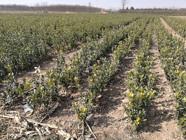 冬青樹多少錢?2020年冬青樹價格行情