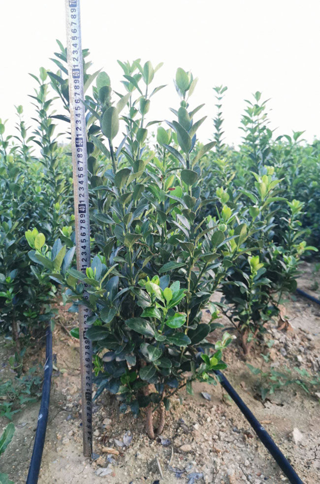 冬青樹多少錢?2020年冬青樹價格行情