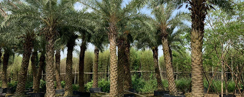 8米中東海棗價格多少錢一棵