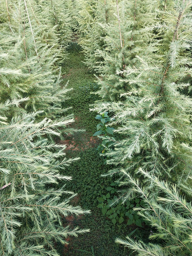 雪松多少錢一棵?2020年雪松價格最新價格