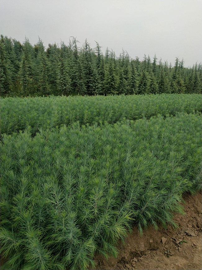 雪松多少錢一棵?2020年雪松價格最新價格