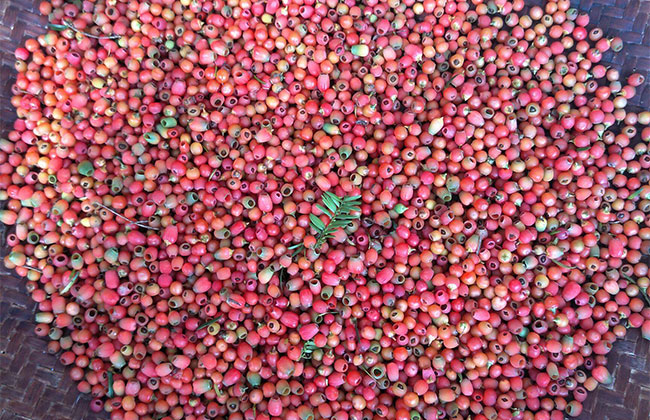 紅豆杉多少錢一棵?2020年紅豆杉價格最新行情預測