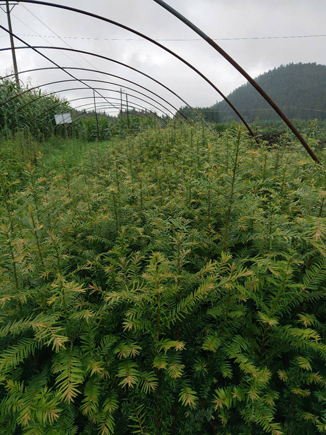 紅豆杉多少錢一棵?2020年紅豆杉價格最新行情預測