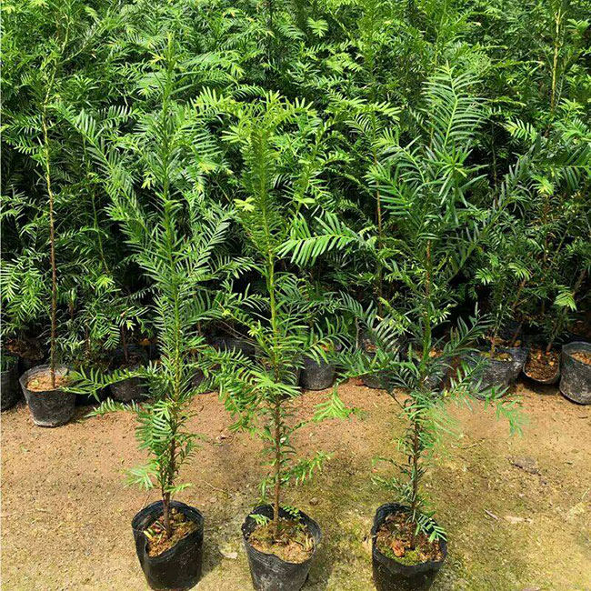 紅豆杉多少錢一棵?2020年紅豆杉價格最新行情預測