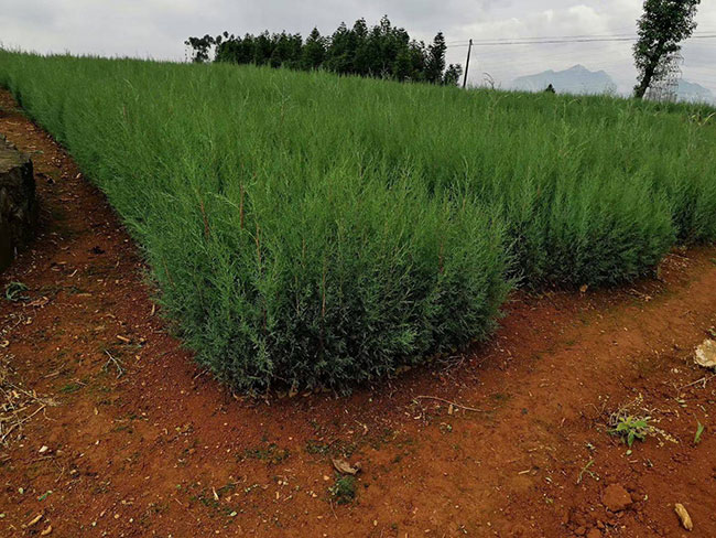 圓柏樹形優美，干枝扭曲勢若游龍，枝葉成簇，葉如翠蓋，氣勢雄奇，可以獨樹成景。根據這個生長特點，圓柏是可以做盆景的。
